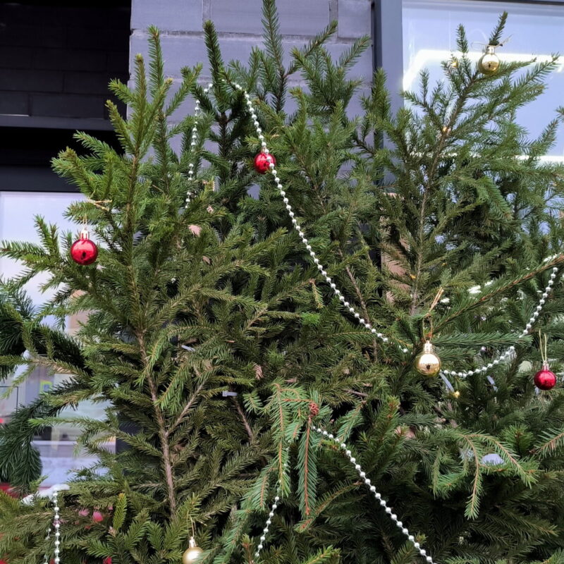 Куда сдать ёлку на переработку и что с ней будет? Как быть с искусственной? Инструкция