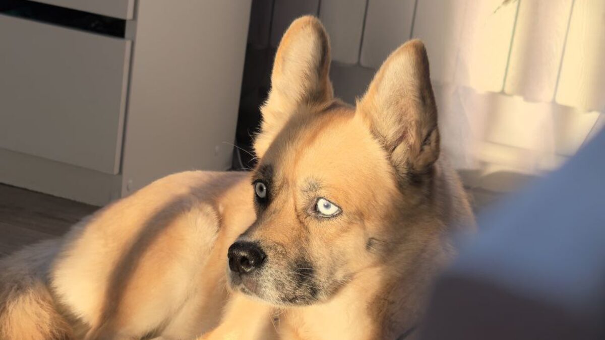 Создаёт картины ростовчанка на инвалидной коляске