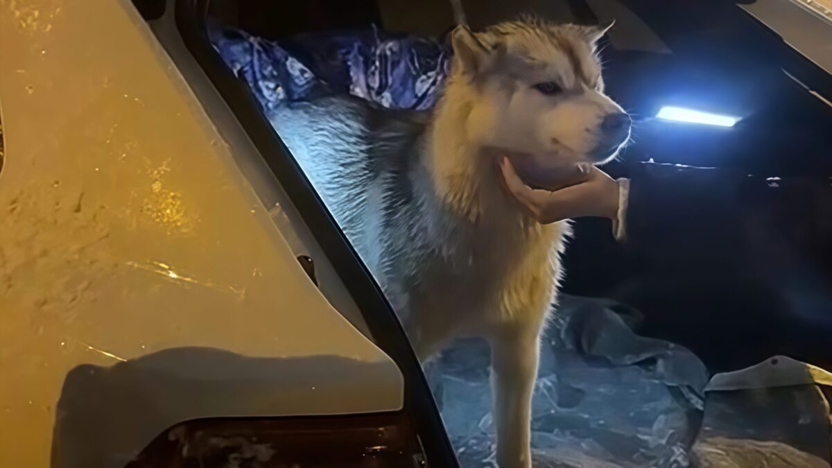 Замерзала раненая у железной дороги: спасли хаски по кличке Кнопа, которую перепутали с волком