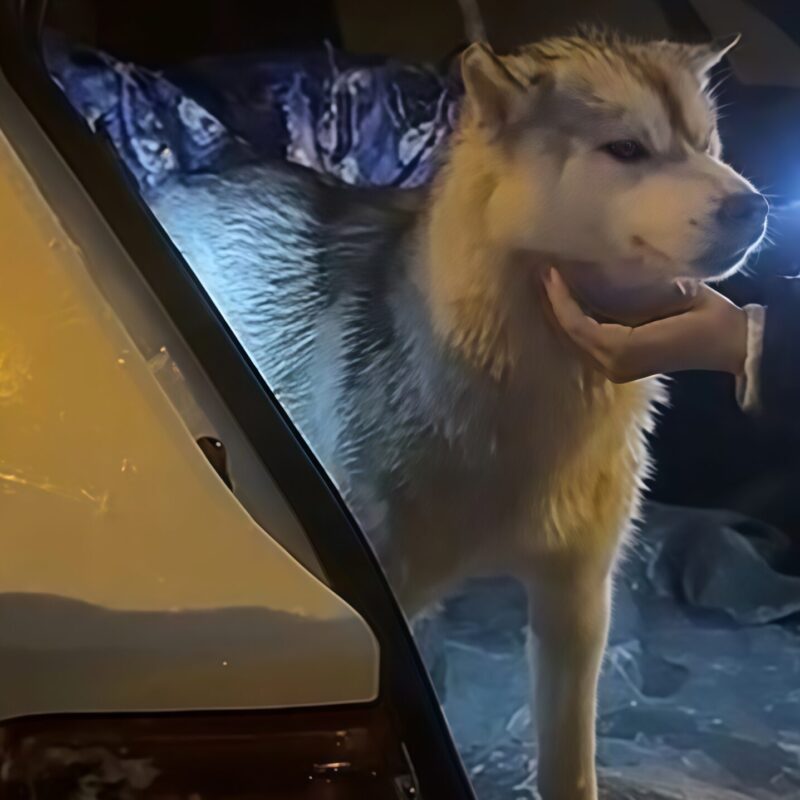 В Сочи спасли хаски Кнопу: раненая лежала на холоде