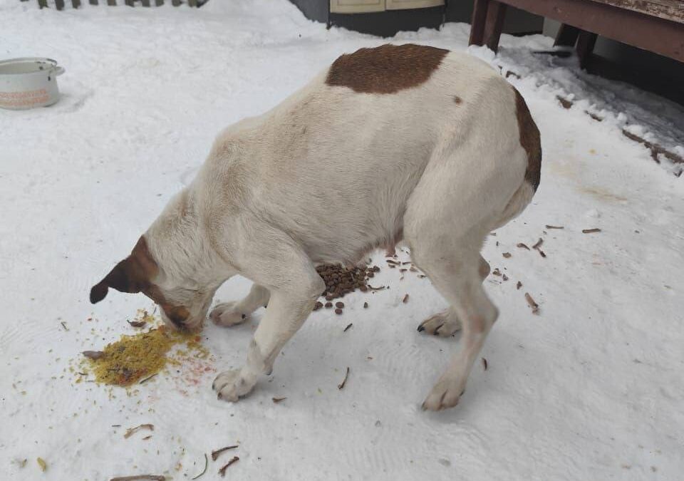 Спасли собаку, которую поили водкой и держали на морозе