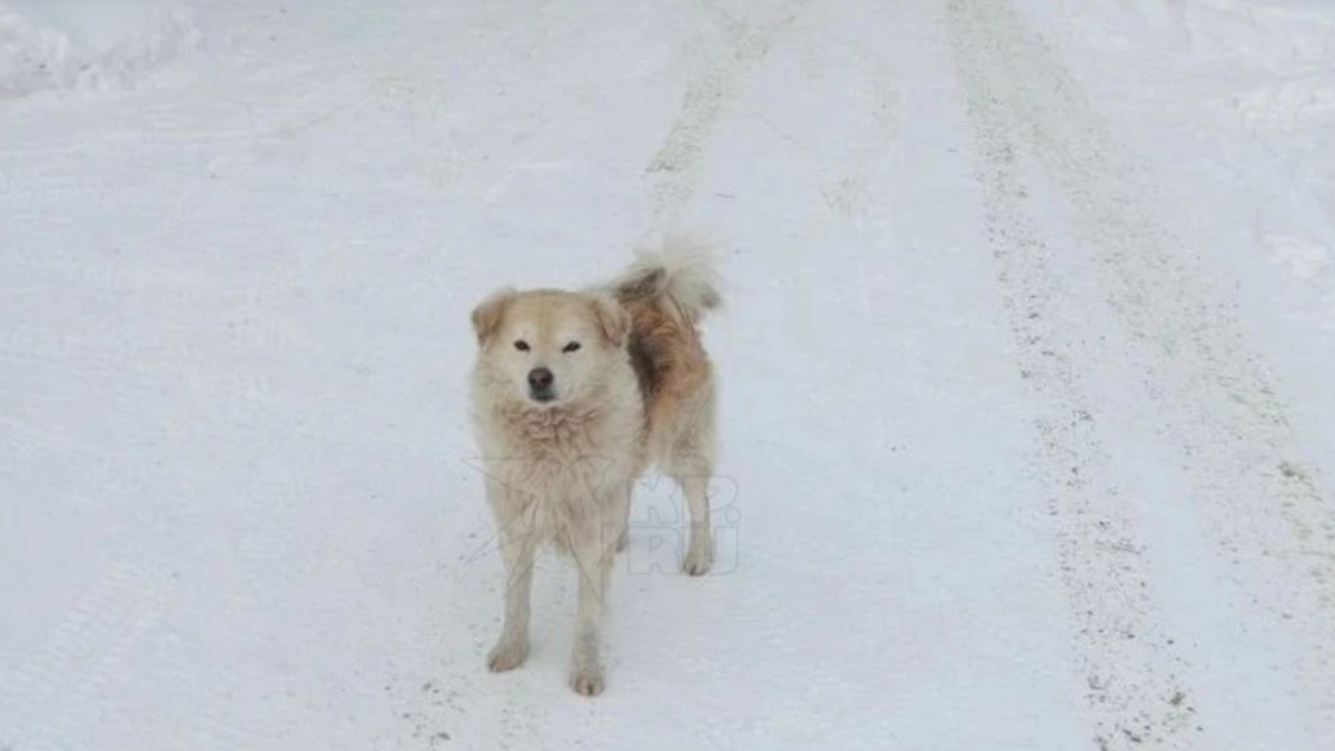 Пять часов в снежном плену: пёс привёл помощь к 85-летней хозяйке, застрявшей в сугробе