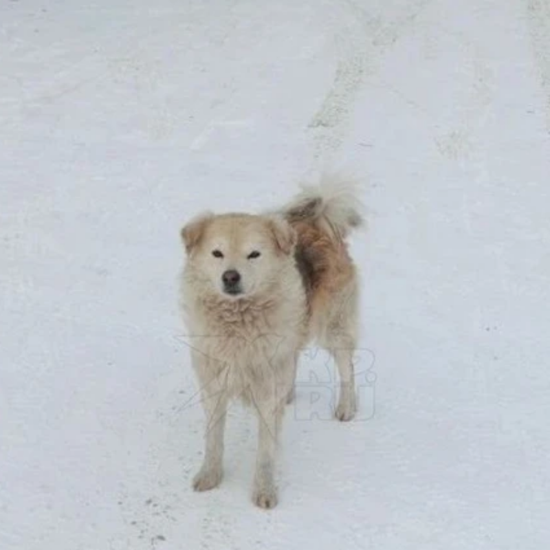 Спас хозяйку пёс Рекс в Свердловской области