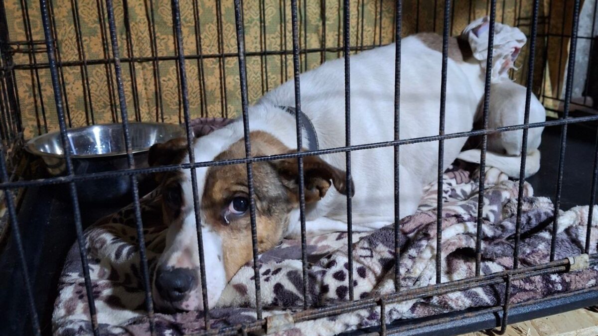 «Держали на морозе и поили водкой»: волонтёры забрали породистую собаку от жестоких хозяев