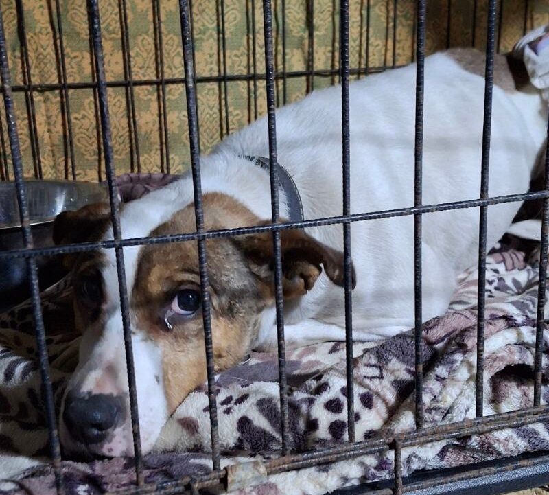 Спасли собаку, которую поили водкой и держали на морозе