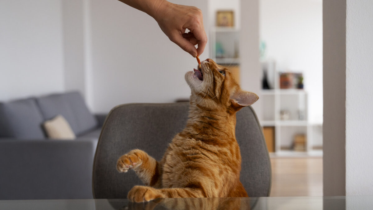 Кошка из приюта: как подарить новую жизнь питомцу