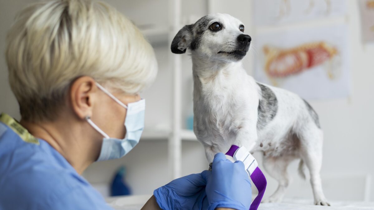 Кто может стать донором для животных? Эксперты разработали рекомендации