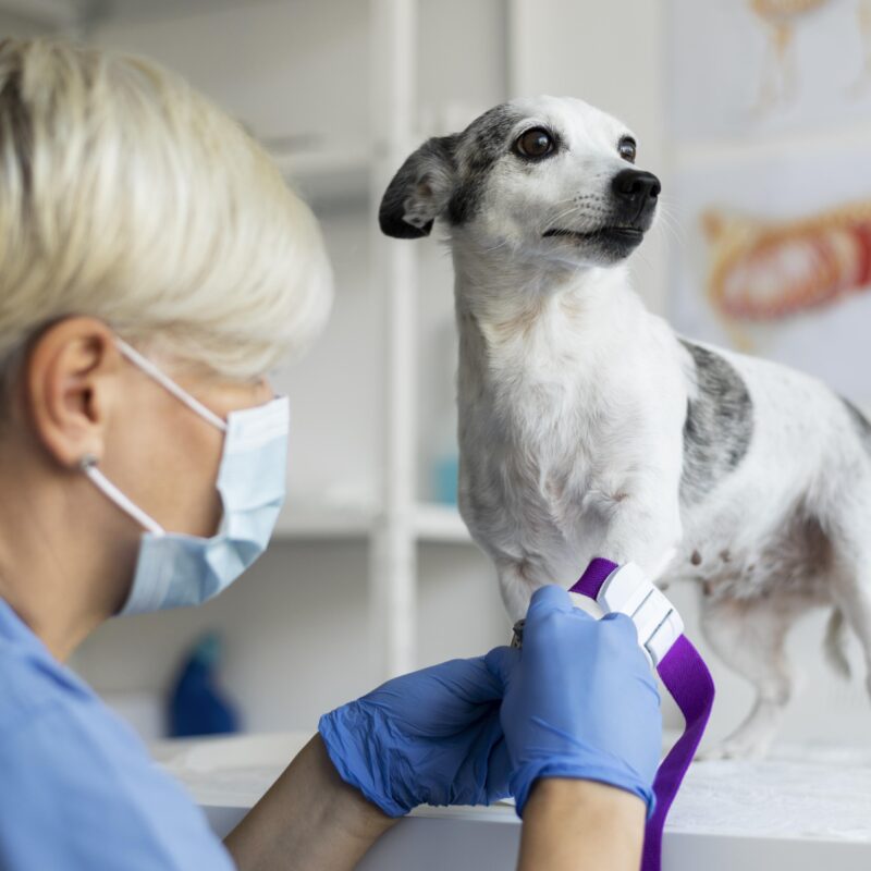 Кто может стать донором для животных? Эксперты разработали рекомендации