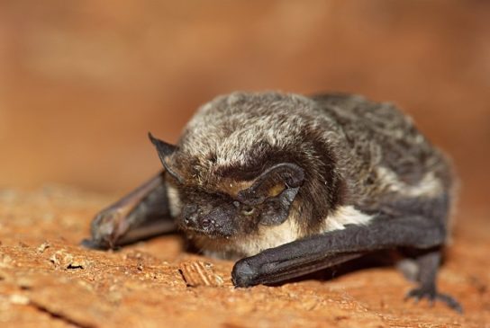 Двухцветный кожан (Vespertilio murinus) в фауне Курганской области: распространение и экология