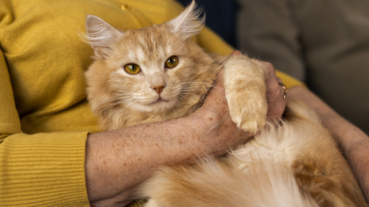 Как взять кошку из приюта и подарить ей второй шанс на счастье