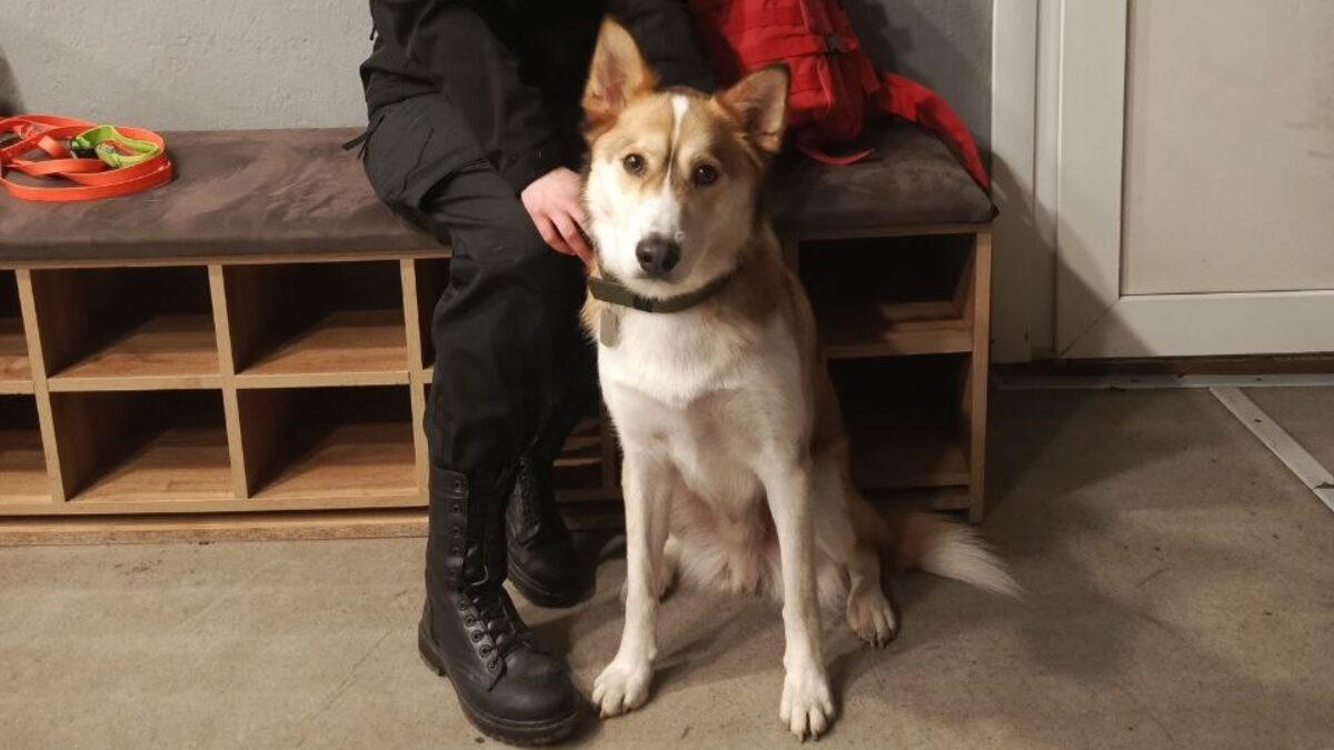 Спас пенсионерку пёс Ричард вместе с хозяйкой