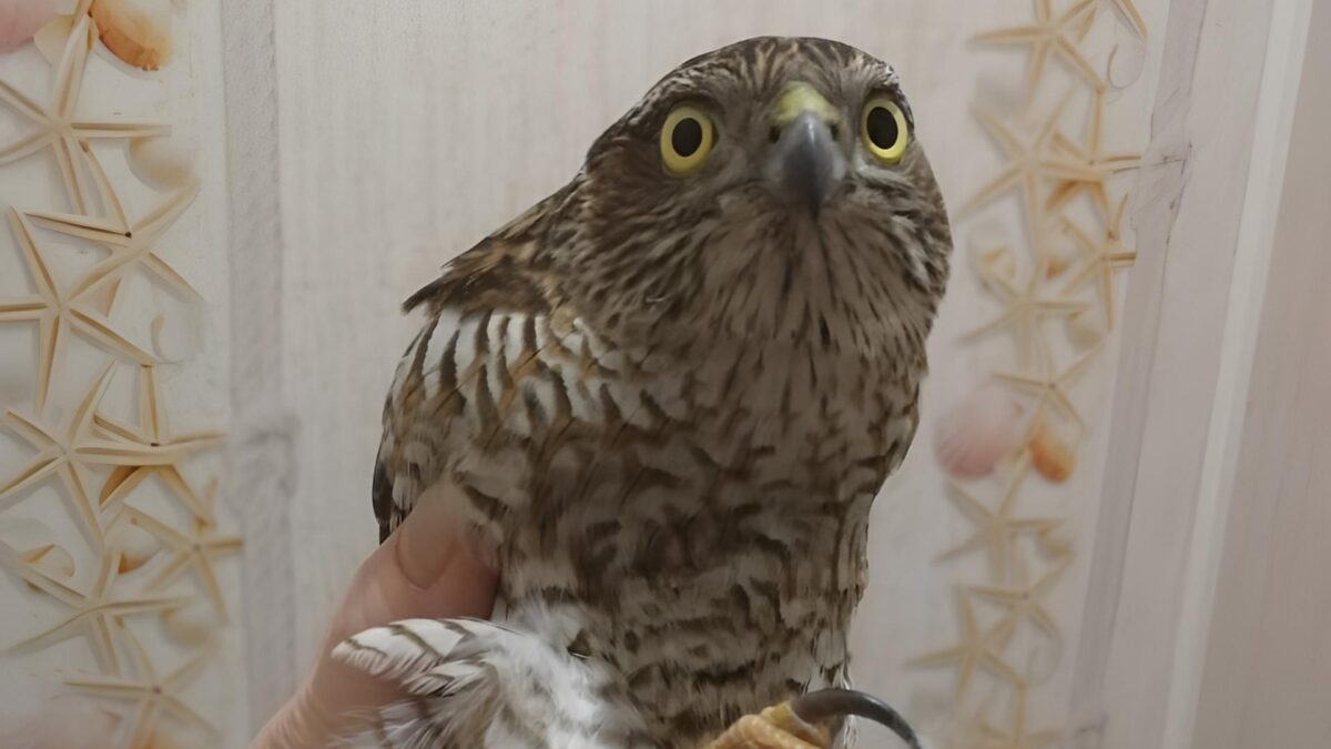 «Не мог взлететь»: зоозащитники спасли ястреба-перепелятника с повреждённым крылом