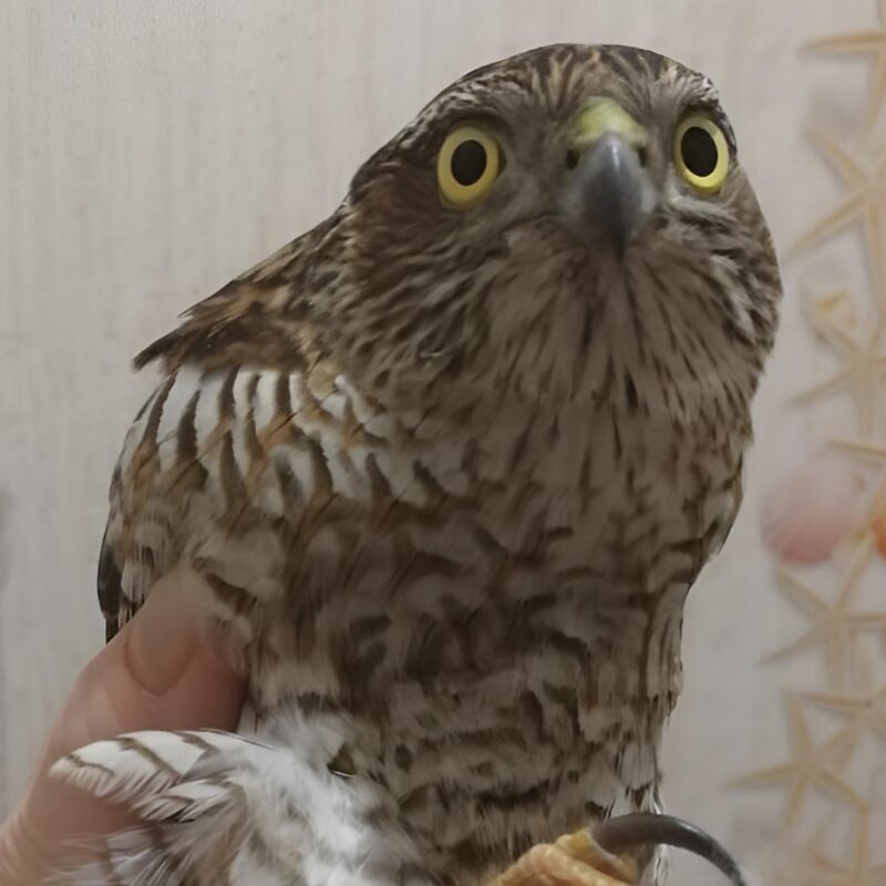 «Не мог взлететь»: зоозащитники спасли ястреба-перепелятника с повреждённым крылом