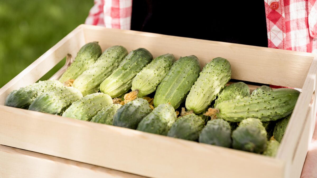 Перевалило за 500 рублей: огурцы в России стали дороже мяса