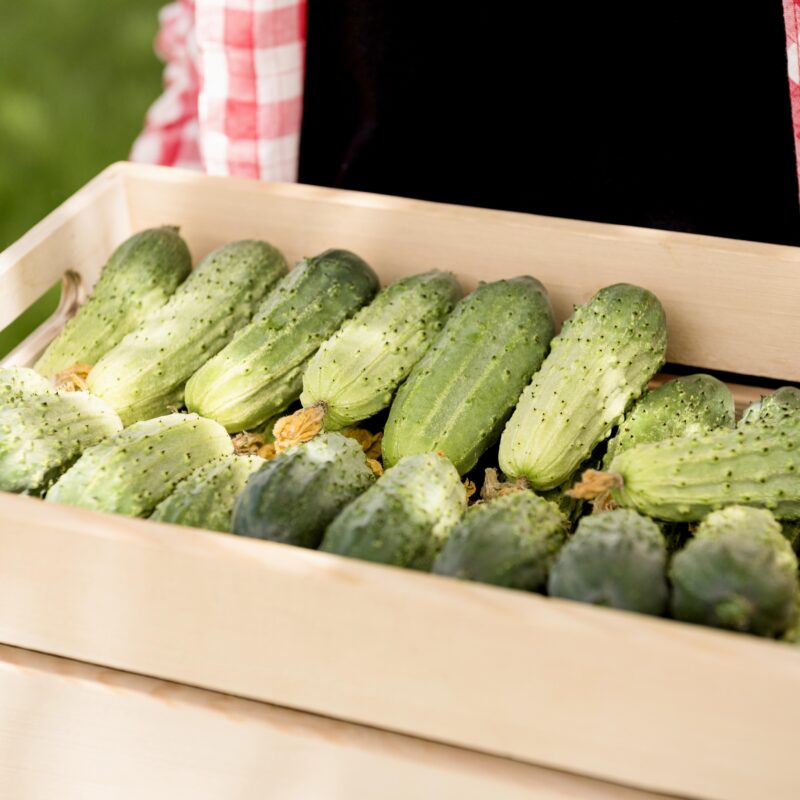 Перевалило за 500 рублей: огурцы в России стали дороже мяса