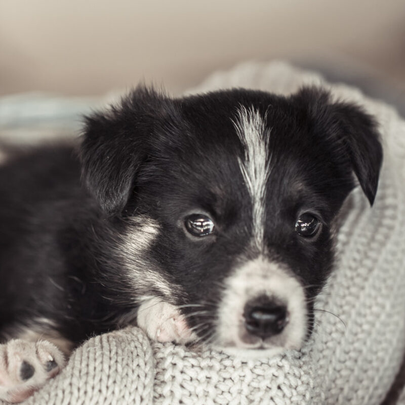 Спасла щенят, которых хотели утопить: поступок парикмахера