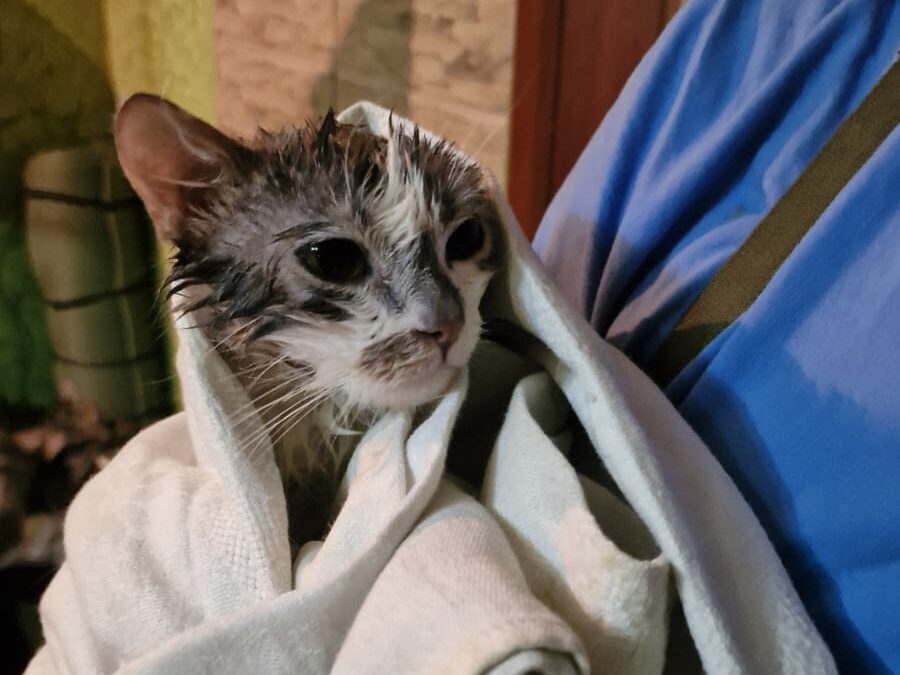 О братьях наших меньших