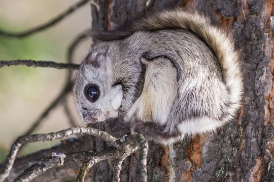 Обыкновенная летяга (Pteromys volans) в фауне Курганской области: вопросы распространения и экологии