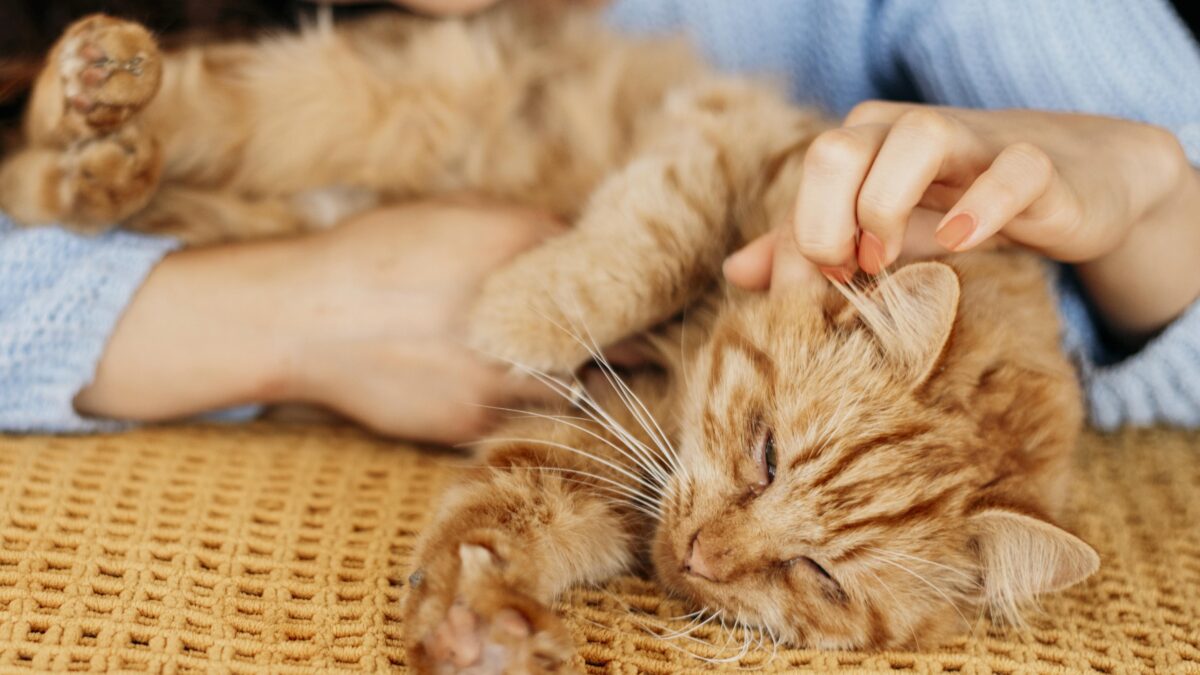 Кошка из приюта: как подарить новую жизнь питомцу