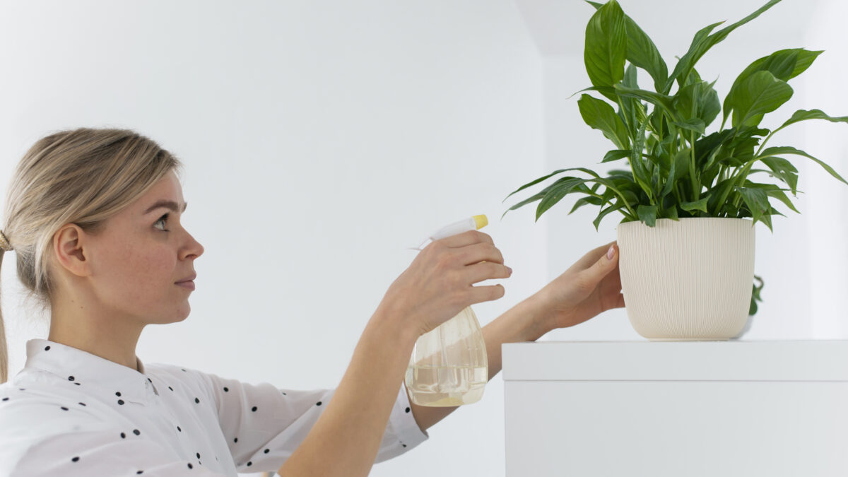 Какие комнатные растения очищают воздух: выбираем лучшие природные фильтры для дома