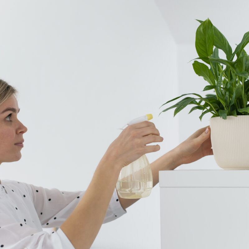 Какие комнатные растения очищают воздух: выбираем лучшие природные фильтры для дома