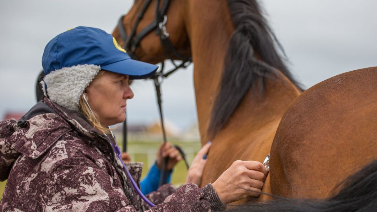 «Без помощи нам не существовать»: ветеринар спасает пожилых и особенных лошадей от бойни