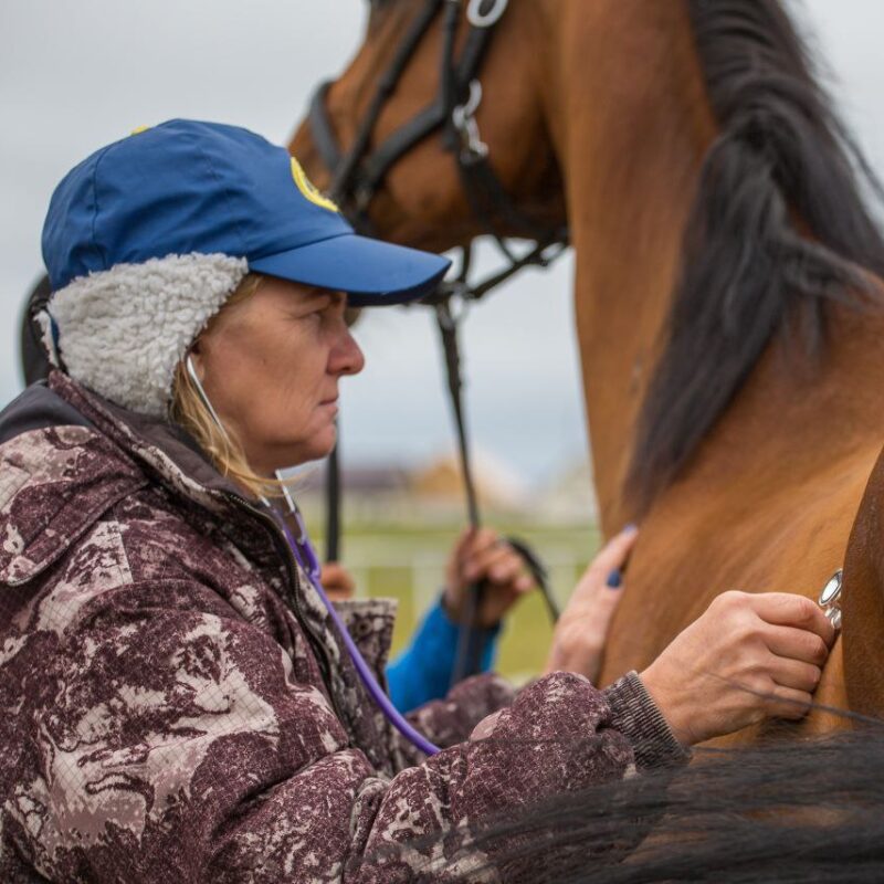 Спасать лошадей от бойни стала ветеринар из Тюмени
