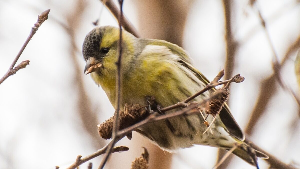 Наши сердца для зимних птиц.