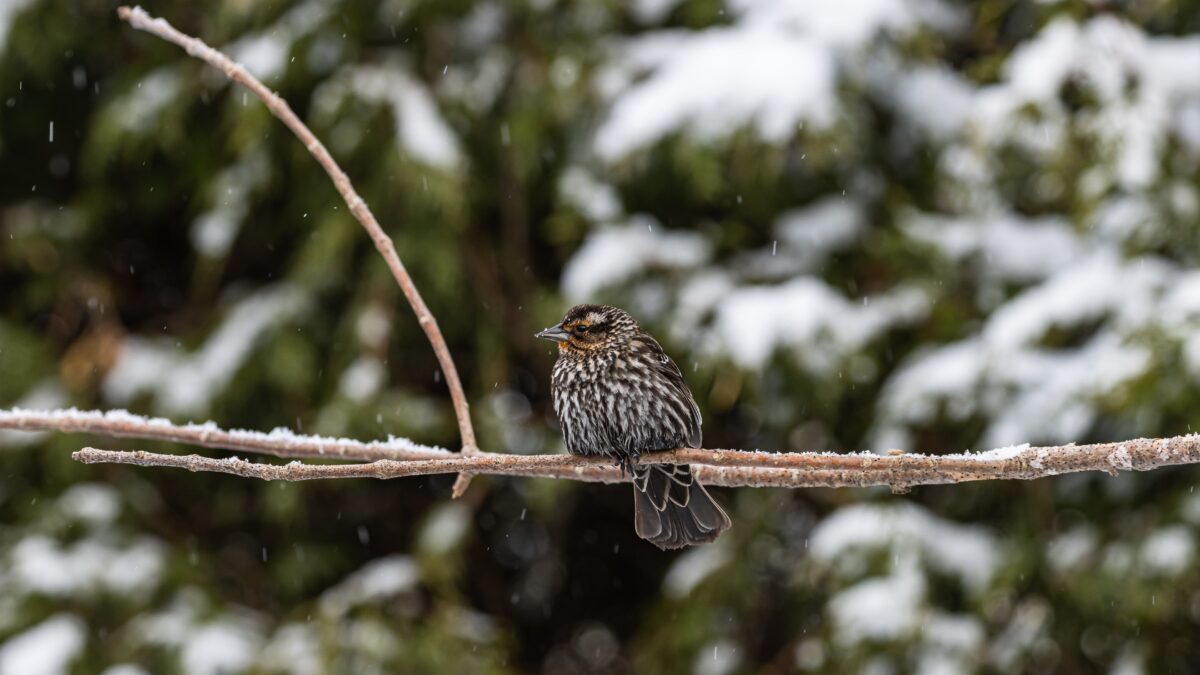 Не кормите хлебом: как помочь птицам зимой