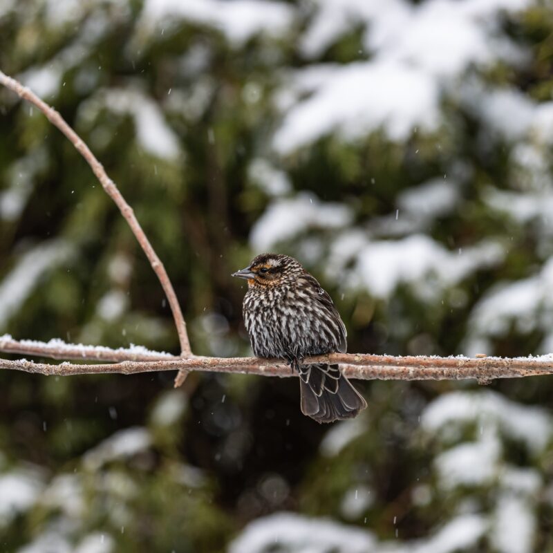 Не кормите хлебом: как помочь птицам зимой