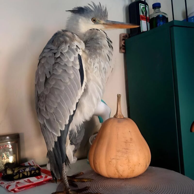 «Пыталась охотиться на кошек»: женщина спасла вмерзшую в лед цаплю и поселила на холодильнике