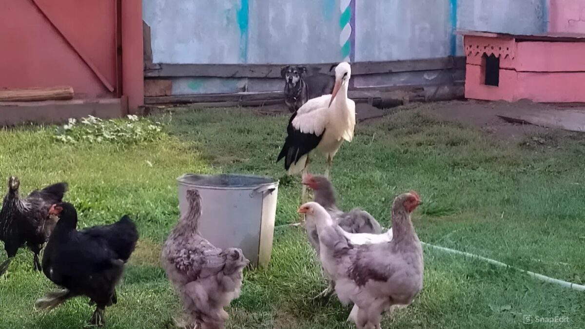 Пенсионеры спасли аистов и поселили у себя дома