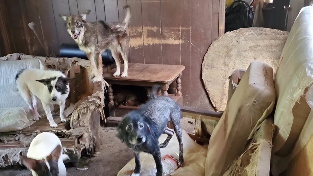 «В квартире живёт 56 кошек, много мусора, тараканы, опарыши»: как фонд мониторит хординг в Москве