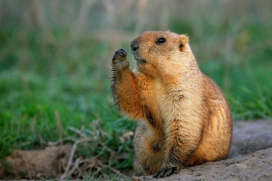 Сурок-байбак (Marmota bobak) в Курганской области: современный статус и экология популяции
