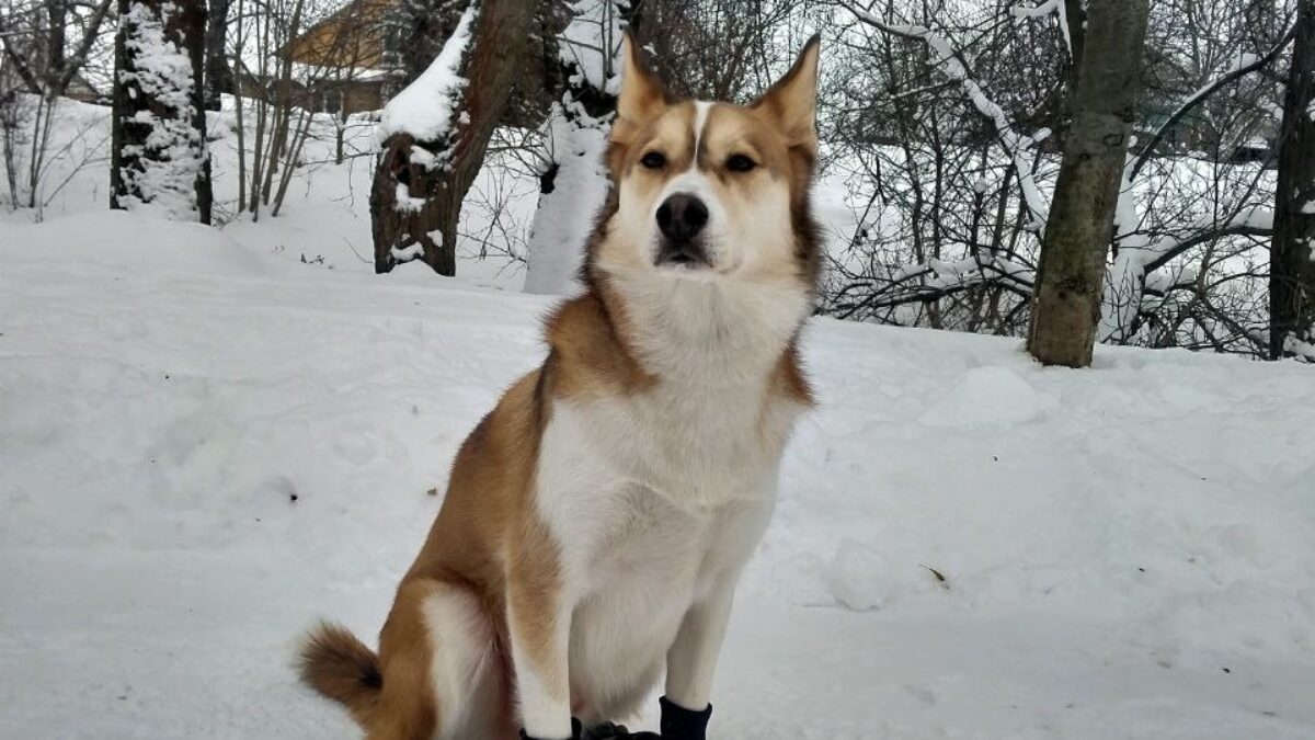 «Лаял и звал за собой»: пёс-спасатель на прогулке нашёл замерзающую в сугробе пенсионерку