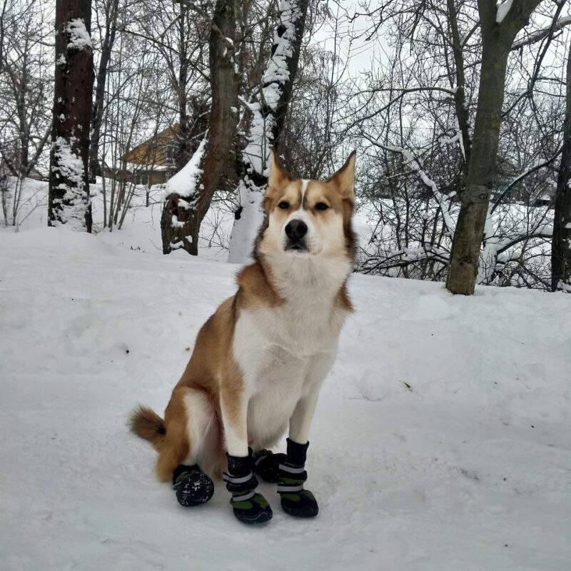 Спас пенсионерку пёс Ричард вместе с хозяйкой