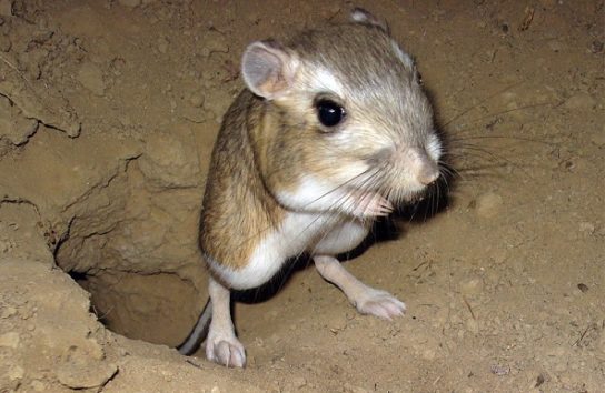 Большая Тушканчик (Allactaga major) в Курганской области: Экология, Распространение и Охранный…