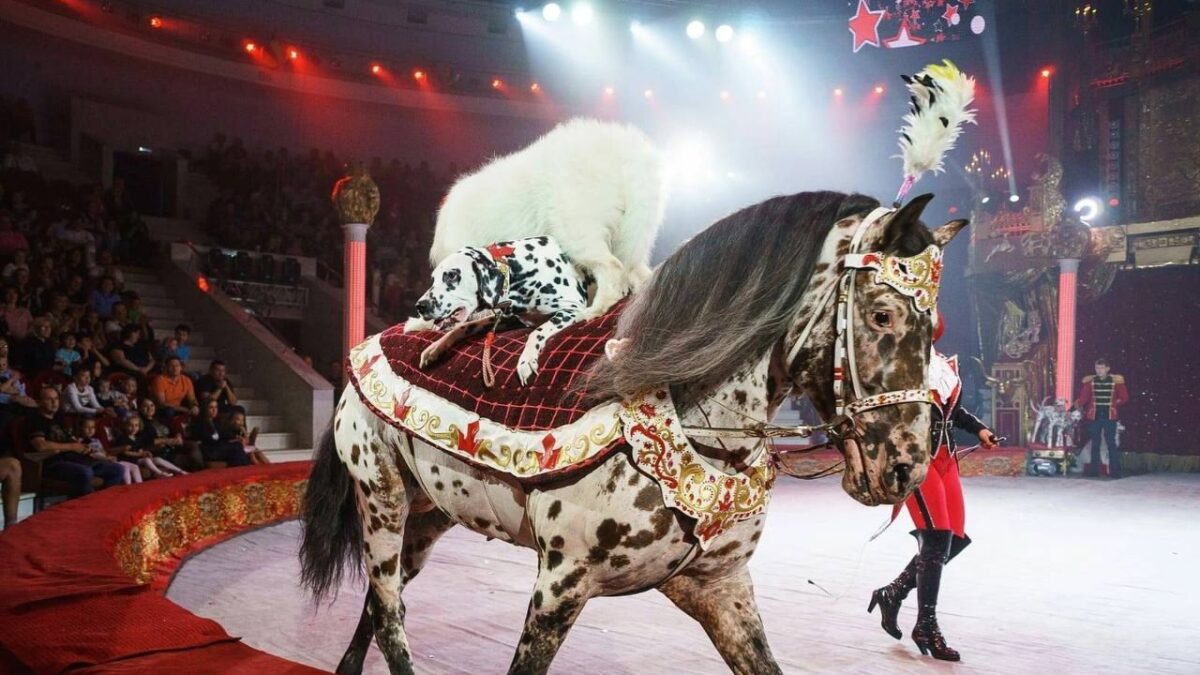 Спасать лошадей от бойни стала ветеринар из Тюмени