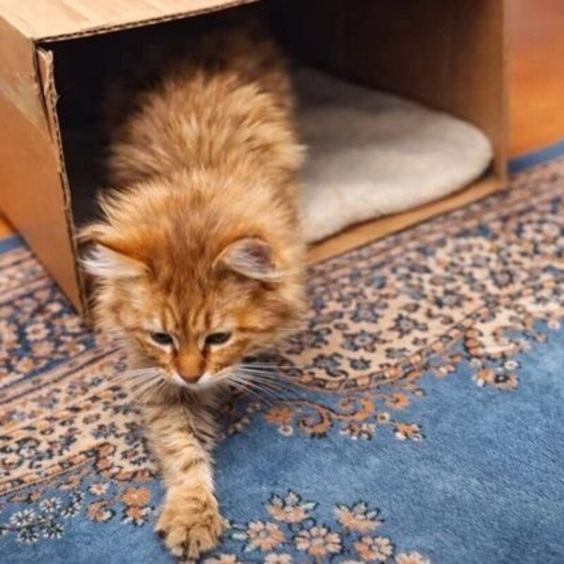 Спасти кота, которого после смерти хозяйки выгнали на мороз