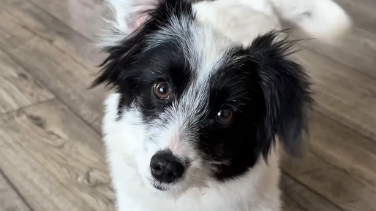 «У сердца не оставалось выбора»: мужчина забрал с трассы собачку и стал звездой соцсетей