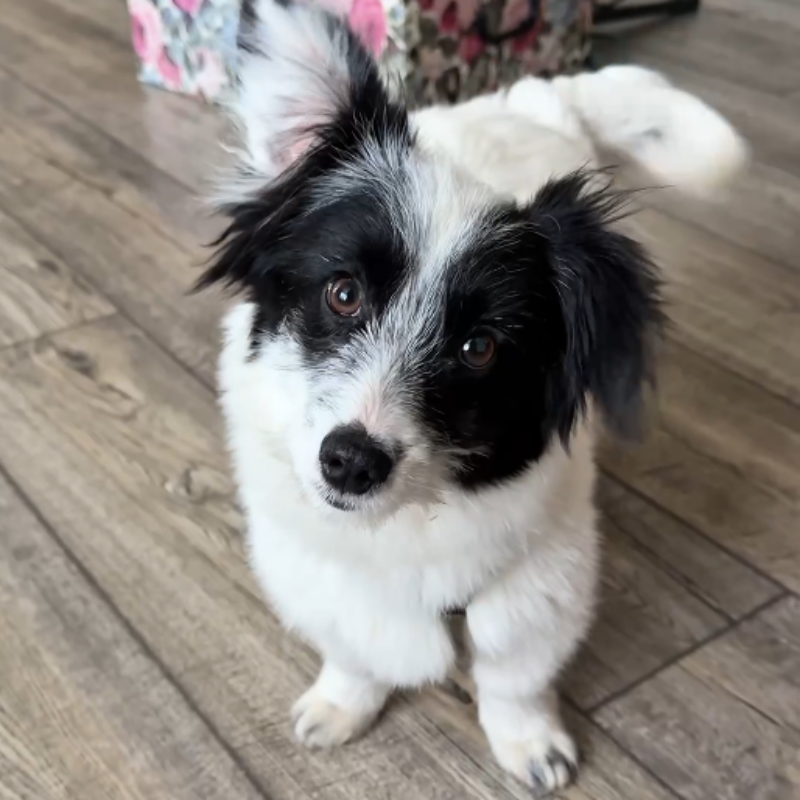 Водитель спас собаку с трассы и стал известен на весь мир