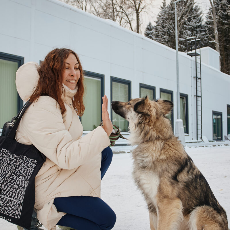 Проверку проведут благотворительные фонды: Авито будет верифицировать приюты и зооволонтёров