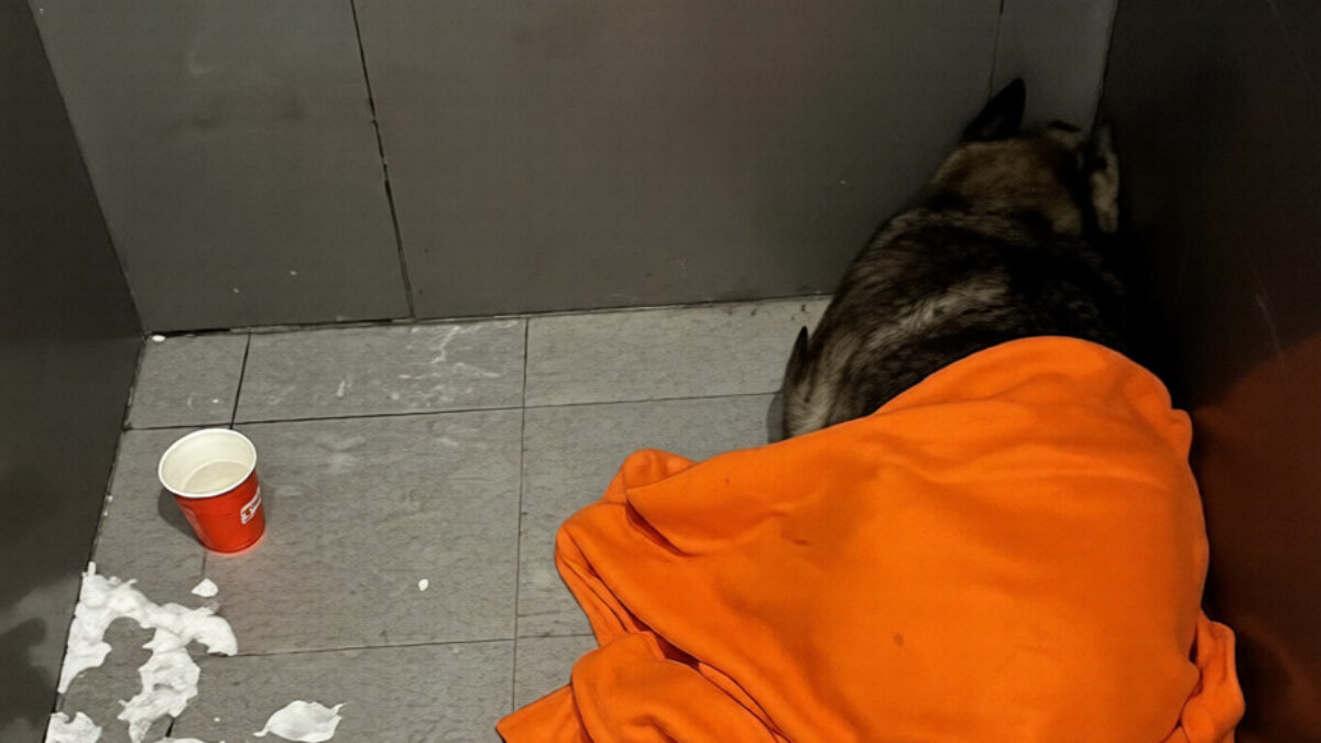 Скандал с собакой из пиццерии: уроки для общества