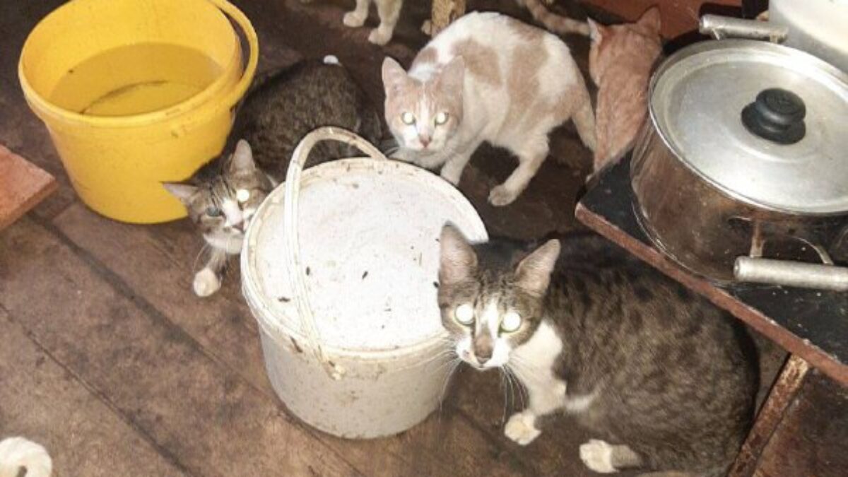 От кипятка прятались на шкафу: 13 кошек спасли волонтёры из затопленной квартиры