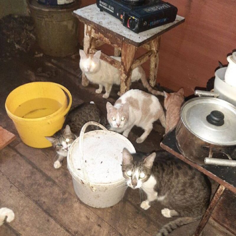 Спасли кошек, запертых в квартире две недели, волонтёры