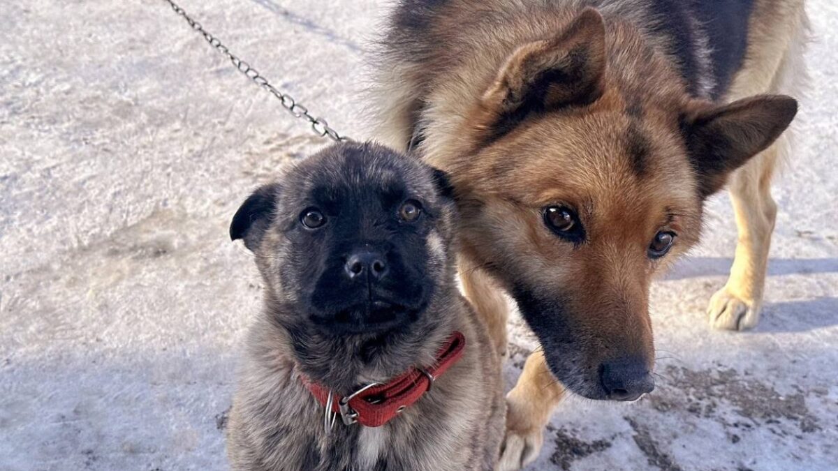 История о дружбе кота и собаки из Иркутска покорила соцсети