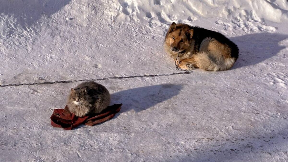 «Сначала побаивалась, а потом залезла в миску»: история дружбы кошки и пса растрогала россиян