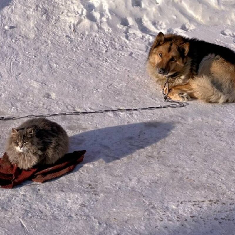 История о дружбе кота и собаки из Иркутска покорила соцсети