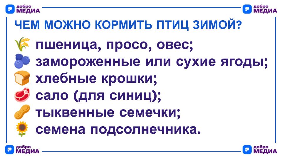 Чем можно кормить птиц зимой?