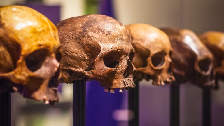 Лебедев рассказал об оплате перевоза коллекции черепов Миклухо-Маклая